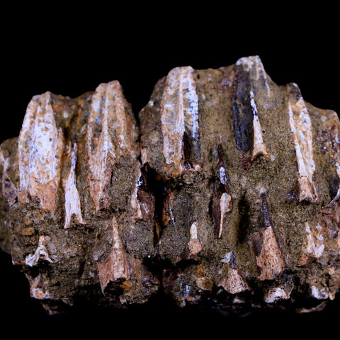 2.5" Edmontosaurus Fossil Jaw Maxilla Teeth Battery Cretaceous Dinosaur WY COA - Fossil Age Minerals