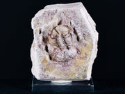 XL Ductina Vietnamina Trilobite Fossil Arthropod Devonian Age China Stand