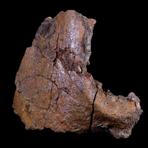 4.9" Edmontosaurus Fossil Skull Nasal Bone Lance Creek Cretaceous Dinosaur WY COA - Fossil Age Minerals