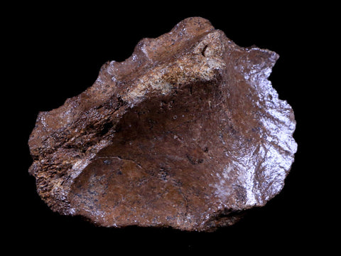 3.3" Centrosaurus Fossil Mazilla Jaw Bone Judith River MT Cretaceous Dinosaur COA - Fossil Age Minerals
