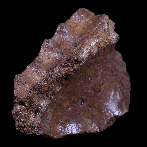 3.3" Centrosaurus Fossil Mazilla Jaw Bone Judith River MT Cretaceous Dinosaur COA - Fossil Age Minerals