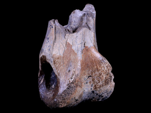 2.6" Rare Nanotyrannus Tyrannosaurus Fossil Metatarsal Toe Dinosaur Lance Creek WY - Fossil Age Minerals