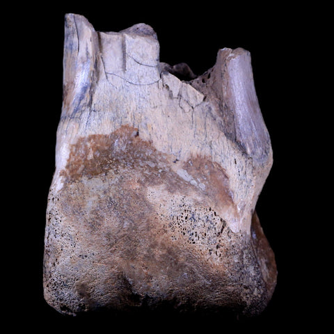 2.6" Rare Nanotyrannus Tyrannosaurus Fossil Metatarsal Toe Dinosaur Lance Creek WY - Fossil Age Minerals