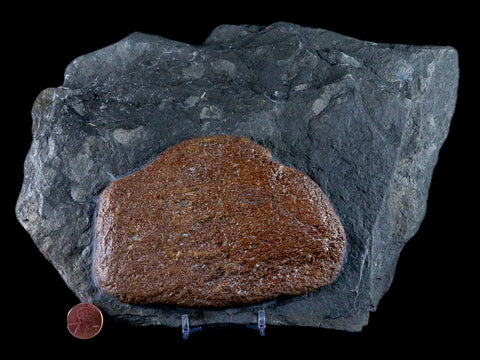9.5" Ichthyosaurus Fossil Bone Slab Dorset England Jurassic Marine Reptile COA Stand - Fossil Age Minerals