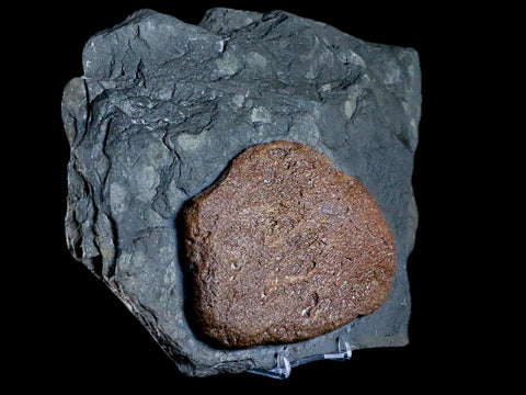 9.5" Ichthyosaurus Fossil Bone Slab Dorset England Jurassic Marine Reptile COA Stand - Fossil Age Minerals