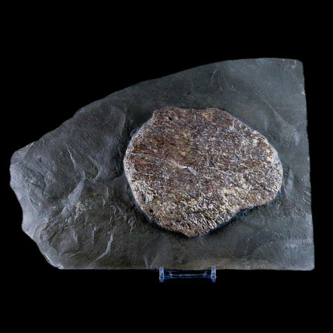 9.2" Ichthyosaurus Fossil Bone Slab Dorset England Jurassic Marine Reptile COA Stand - Fossil Age Minerals
