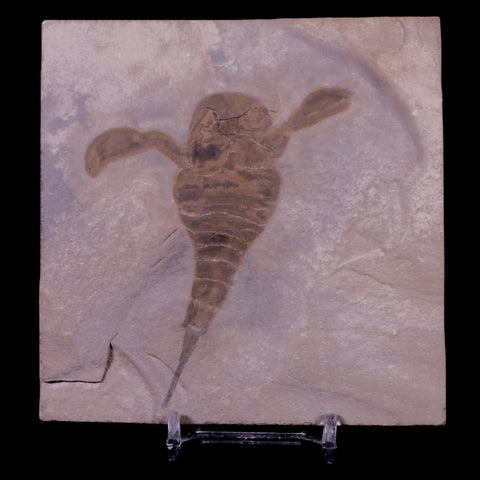 3.3" Eurypterus Sea Scorpion Fossil Upper Silurian 420 Mil Yrs Old New York Stand - Fossil Age Minerals