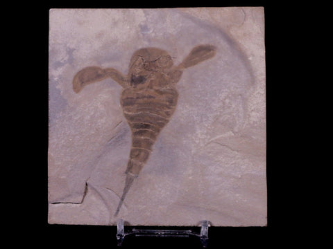 3.3" Eurypterus Sea Scorpion Fossil Upper Silurian 420 Mil Yrs Old New York Stand - Fossil Age Minerals