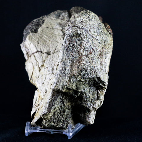 XL 6.5" Edmontosaurus Fossil Pelvis Bone Lance Creek Cretaceous Dinosaur WY COA - Fossil Age Minerals