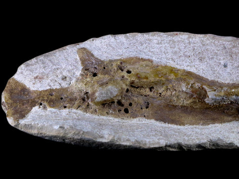 7.9" Fish Fossil In Matrix Cretaceous Dinosaur Age Atlas Mountains Goulmima Morocco - Fossil Age Minerals
