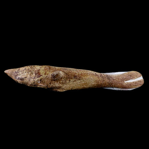 8.8" Fish Fossil In Matrix Cretaceous Dinosaur Age Atlas Mountains Goulmima Morocco - Fossil Age Minerals