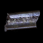 0.4" Dimetrodon Sail Spine Bone Fossil Permian Age Waurika Oklahoma COA, Display