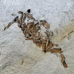 Pinnixa Galliheri Crab Collection
