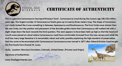 7" Camarasaurus Dinosaur Fossil Bone Morrison FM CO Jurassic Age COA Metal Stand - Fossil Age Minerals