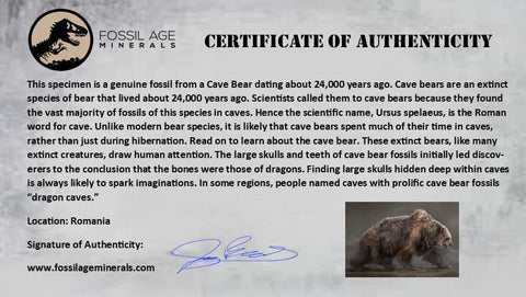 1.6" Extinct Cave Bear Ursus Spelaeus Molar Tooth Rooted Pleistocene Age COA - Fossil Age Minerals