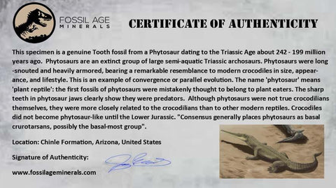 0.2" Phytosaur Fossil Tooth Late Triassic Age Archosaur Chinle FM, AZ COA & Display - Fossil Age Minerals