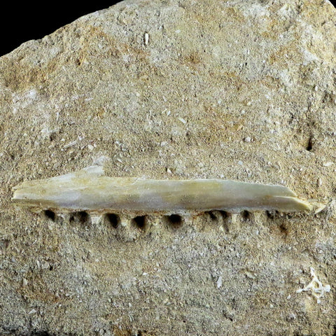2.7" Saber Toothed Herring Fish Fossil Jaw Matrix In Enchodus Libycus Cretaceous COA - Fossil Age Minerals