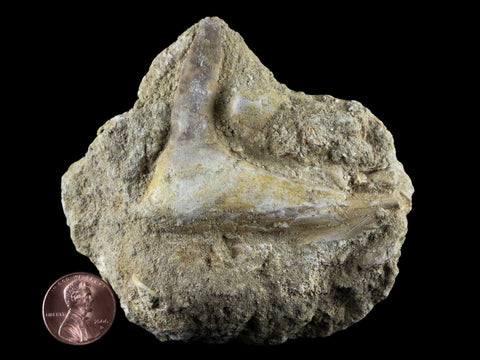2.6" Saber Toothed Herring Fossil Fang Tooth Enchodus Libycus Cretaceous Age - Fossil Age Minerals