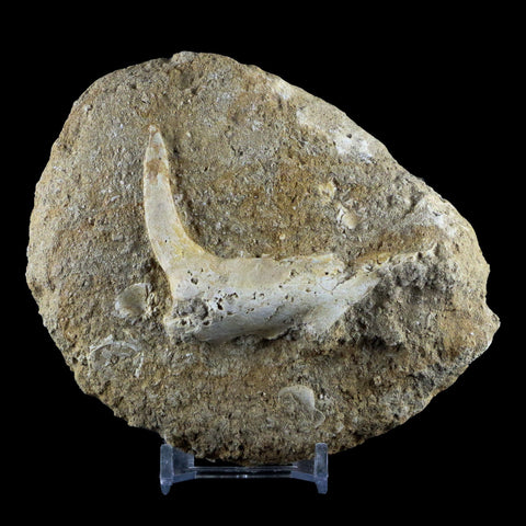 XL 2.7" Saber Toothed Herring Fossil Fang Tooth Enchodus Libycus Cretaceous Age - Fossil Age Minerals