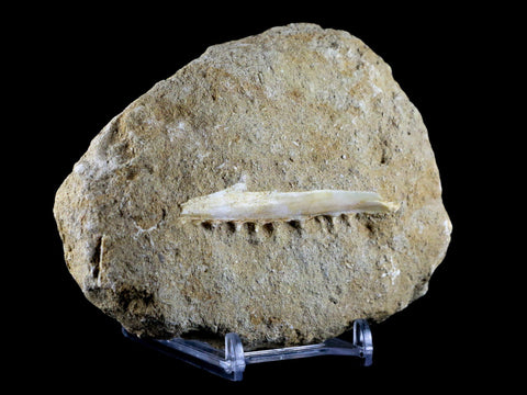 2.7" Saber Toothed Herring Fish Fossil Jaw Matrix In Enchodus Libycus Cretaceous COA - Fossil Age Minerals