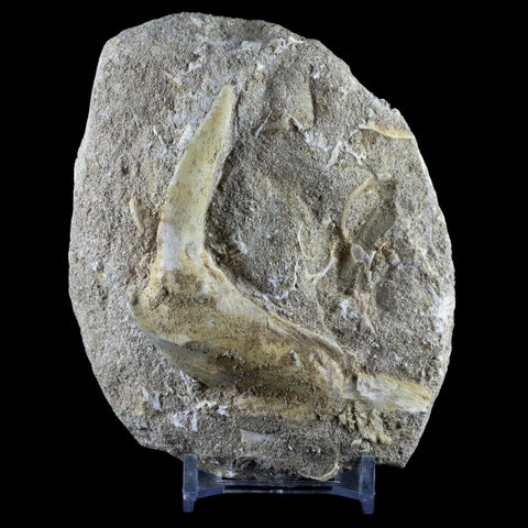 XL 2.8" Saber Toothed Herring Fossil Fang Tooth Enchodus Libycus Cretaceous Age - Fossil Age Minerals