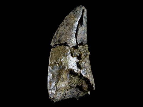 1.7" Tyrannosaurus Rex Fossil Tooth Lance Creek FM Cretaceous Dinosaur WY COA - Fossil Age Minerals