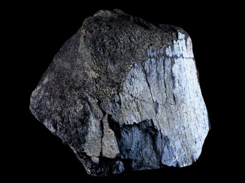 XL 6" Chasmosaurus Fossil Femur Judith River FM Cretaceous Dinosaur MT COA - Fossil Age Minerals
