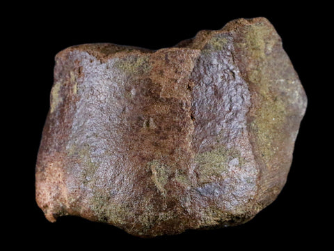 3.5" Edmontosaurus Fossil Metatarsal Bone Lance Creek FM Dinosaur WY COA - Fossil Age Minerals