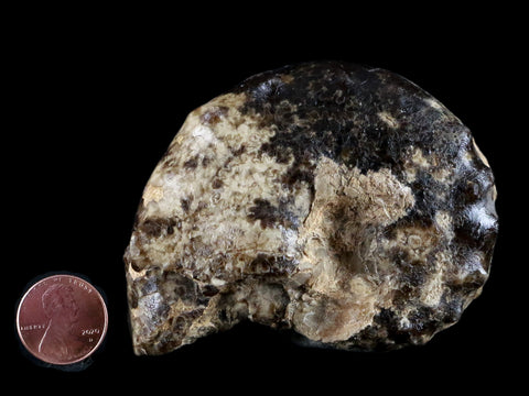 3.1" Mammites Nodosoides Ammonite Fossil Shell Upper Cretaceous Age Morocco - Fossil Age Minerals