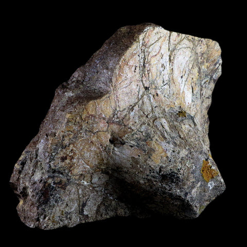 XL 9.1" Chasmosaurus Fossil Skull & Horn Judith River Cretaceous Dinosaur MT COA - Fossil Age Minerals