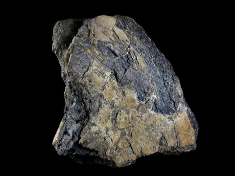 XL 9.1" Chasmosaurus Fossil Skull & Horn Judith River Cretaceous Dinosaur MT COA - Fossil Age Minerals
