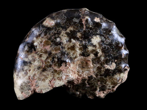 2.9" Mammites Nodosoides Ammonite Fossil Shell Upper Cretaceous Age Morocco - Fossil Age Minerals