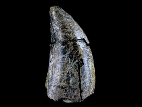 1.7" Tyrannosaurus Rex Fossil Tooth Lance Creek FM Cretaceous Dinosaur WY COA - Fossil Age Minerals