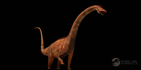 9" Diplodocus Dinosaur Fossil Limb Bone Morrison FM WY Jurassic Age COA Stand - Fossil Age Minerals