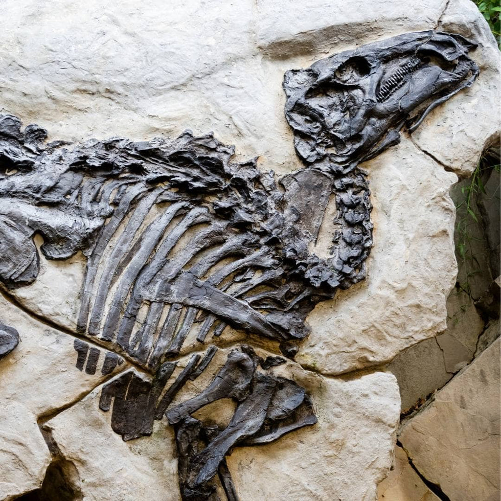 Why Do Common Fossils Come In Different Colors?