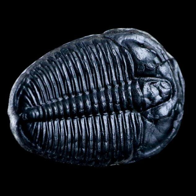 Know Everything About Trilobite Fossils & Other Fossils