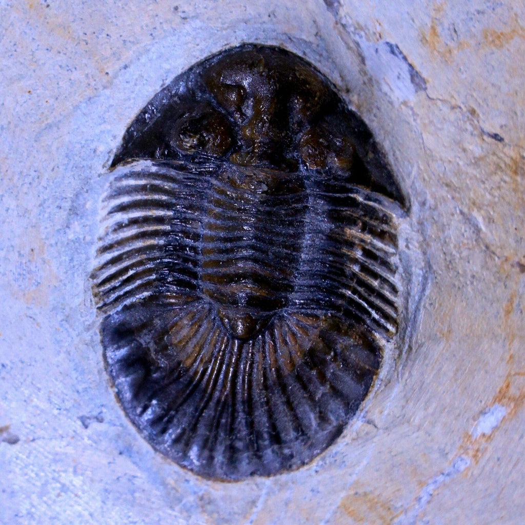 How Do You Spot Fake Trilobite Fossils?