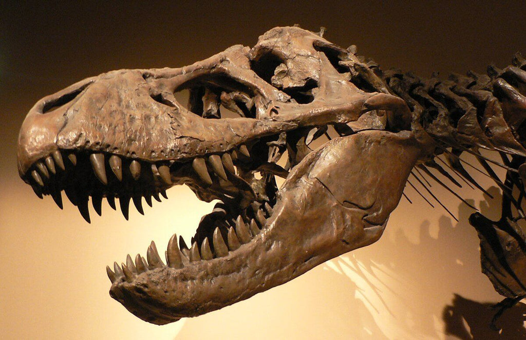 Explore Everything You Need To Know About Dinosaur Bones