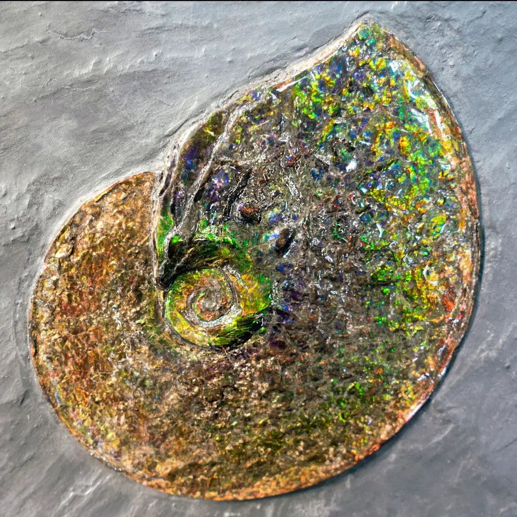 Ammolite: Stunning Organic Gem to Explore