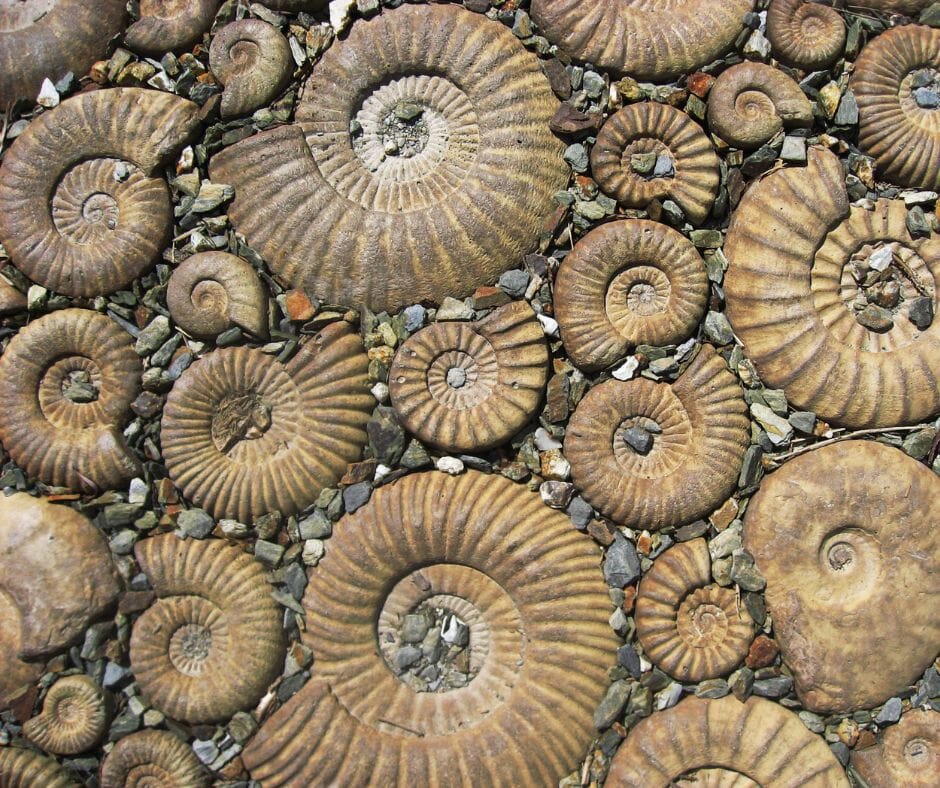 The Beauty, Rarity, and History of Ammonite Fossils: The Time Capsules of the Sea