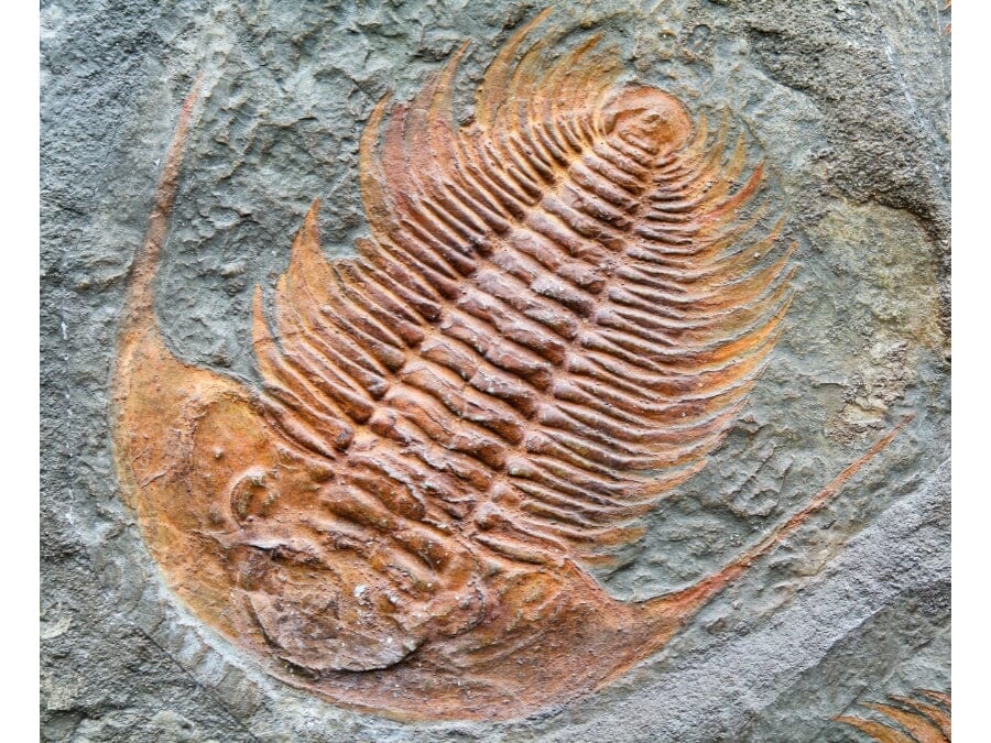 Why Are Marine Environments Particularly Rich In Most Common Fossils?