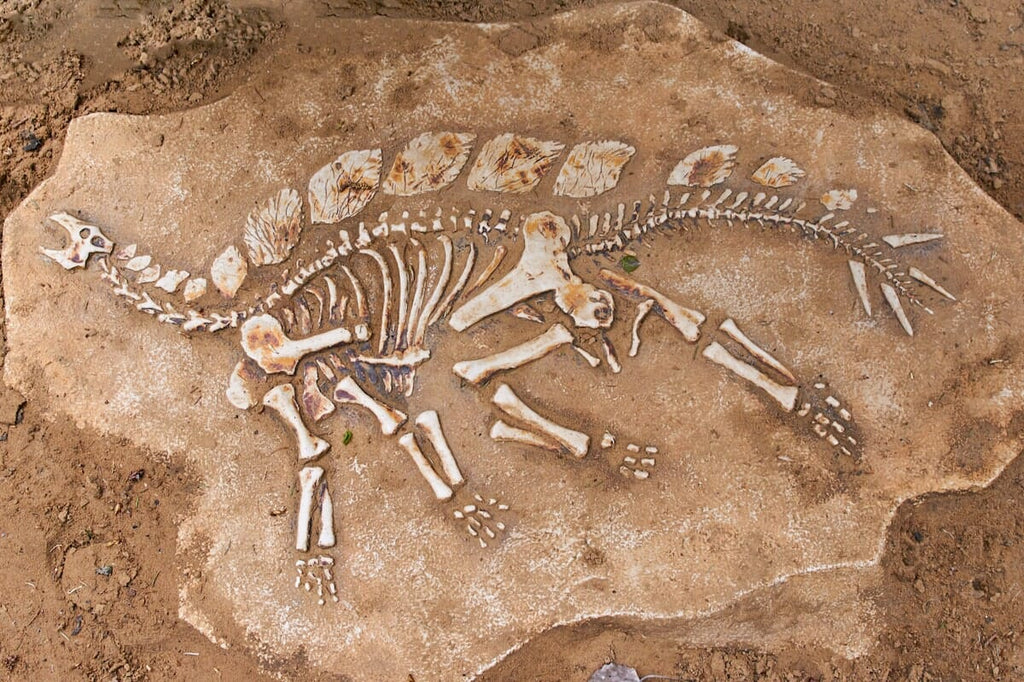 Where Have the Most Dinosaur Fossils Been Discovered?
