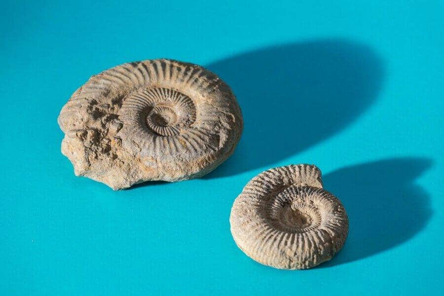 Fossils Of The Month: Starfish and Cephalopod