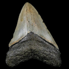 Megalodon Teeth