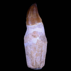 Prognathodon Fossil Teeth