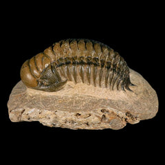 Trilobite Collection