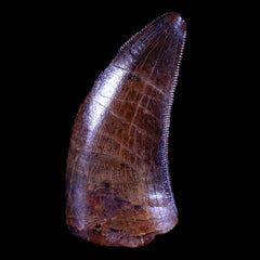 Tyrannosaur Fossil Teeth