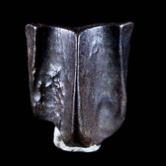 Edmontosaurus Fossil Teeth