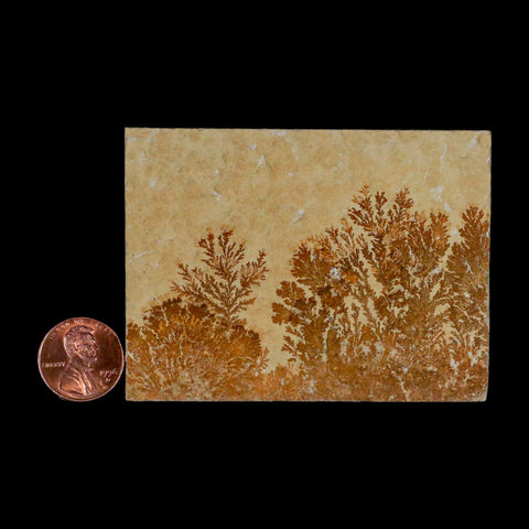 3.1" Pyrolusite Dendritic Sandstone Solnhofen Upper Jurassic Age West Germany - Fossil Age Minerals