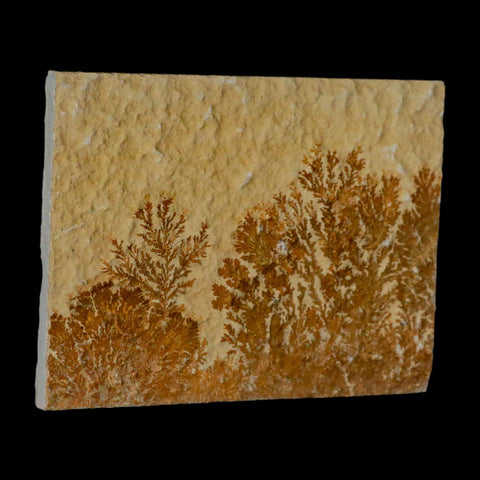 3.1" Pyrolusite Dendritic Sandstone Solnhofen Upper Jurassic Age West Germany - Fossil Age Minerals